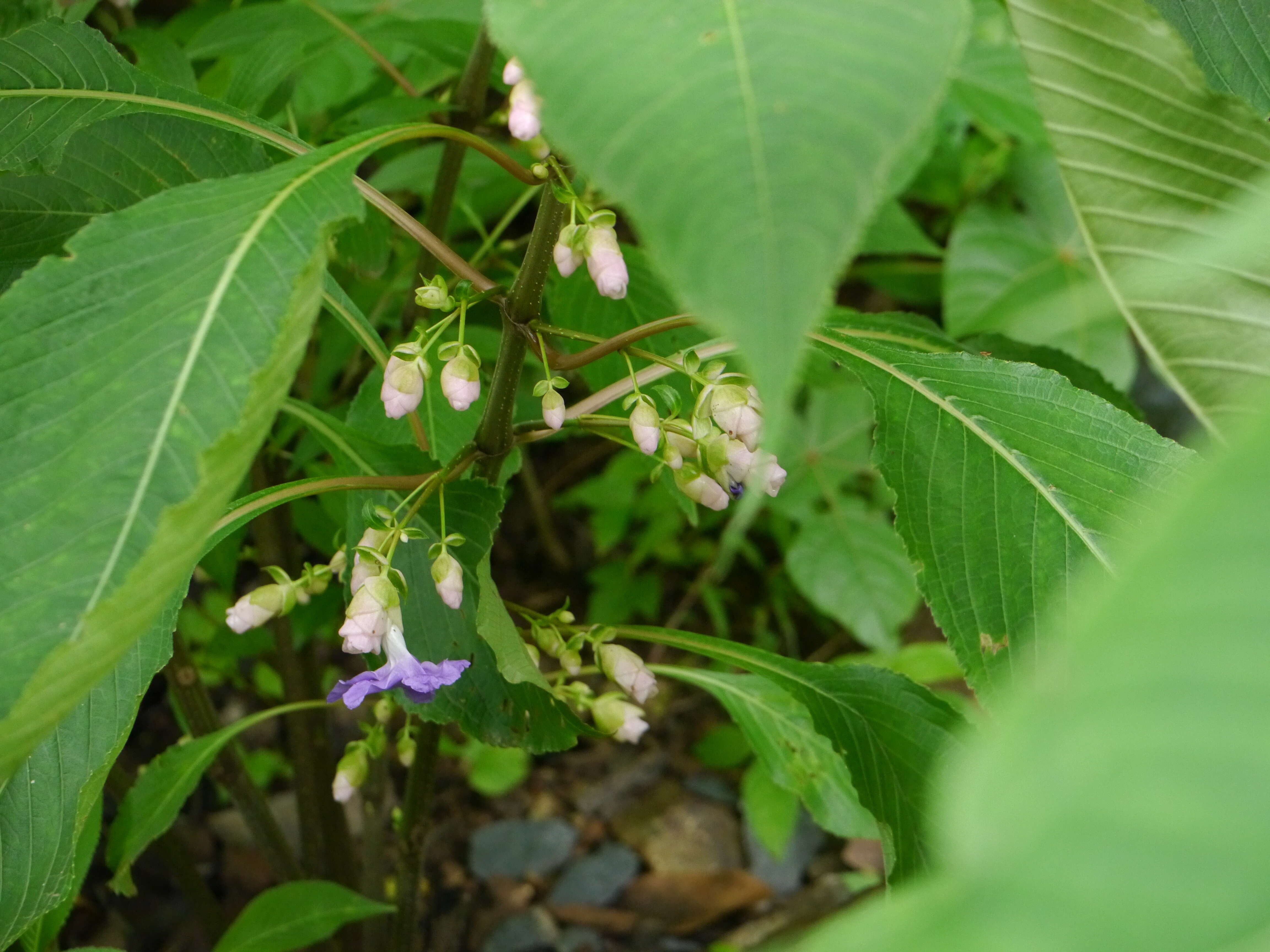 Image of Strobilanthes callosa Wall. ex Nees