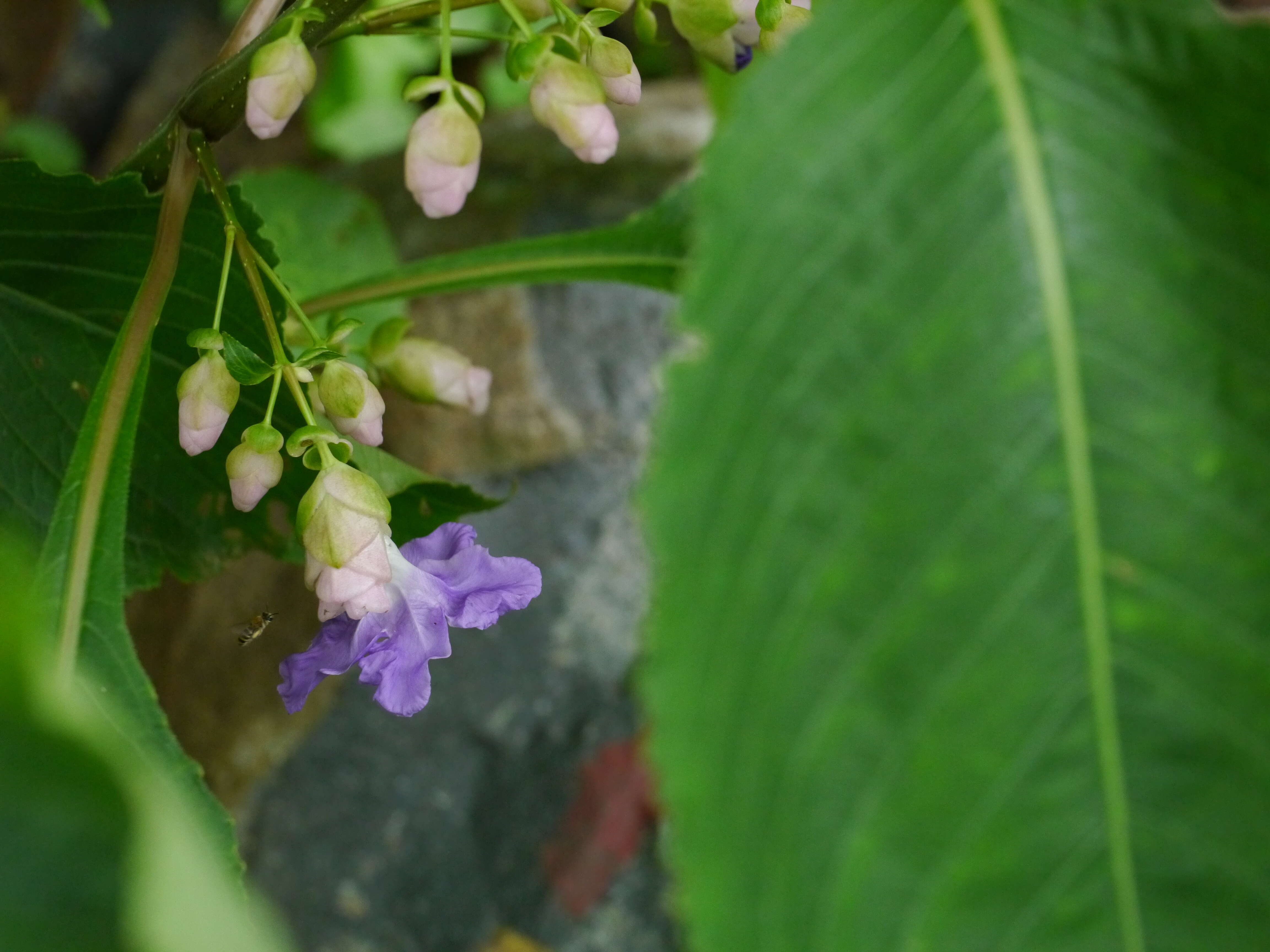 Image of Strobilanthes callosa Wall. ex Nees