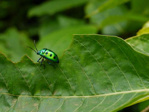 Image of <i>Chrysocoris stollii</i>