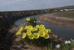 Слика од Papaver pulvinatum subsp. lenaense A. I. Tolmachev