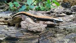 Image of Broadfoot Mushroomtongue Salamander