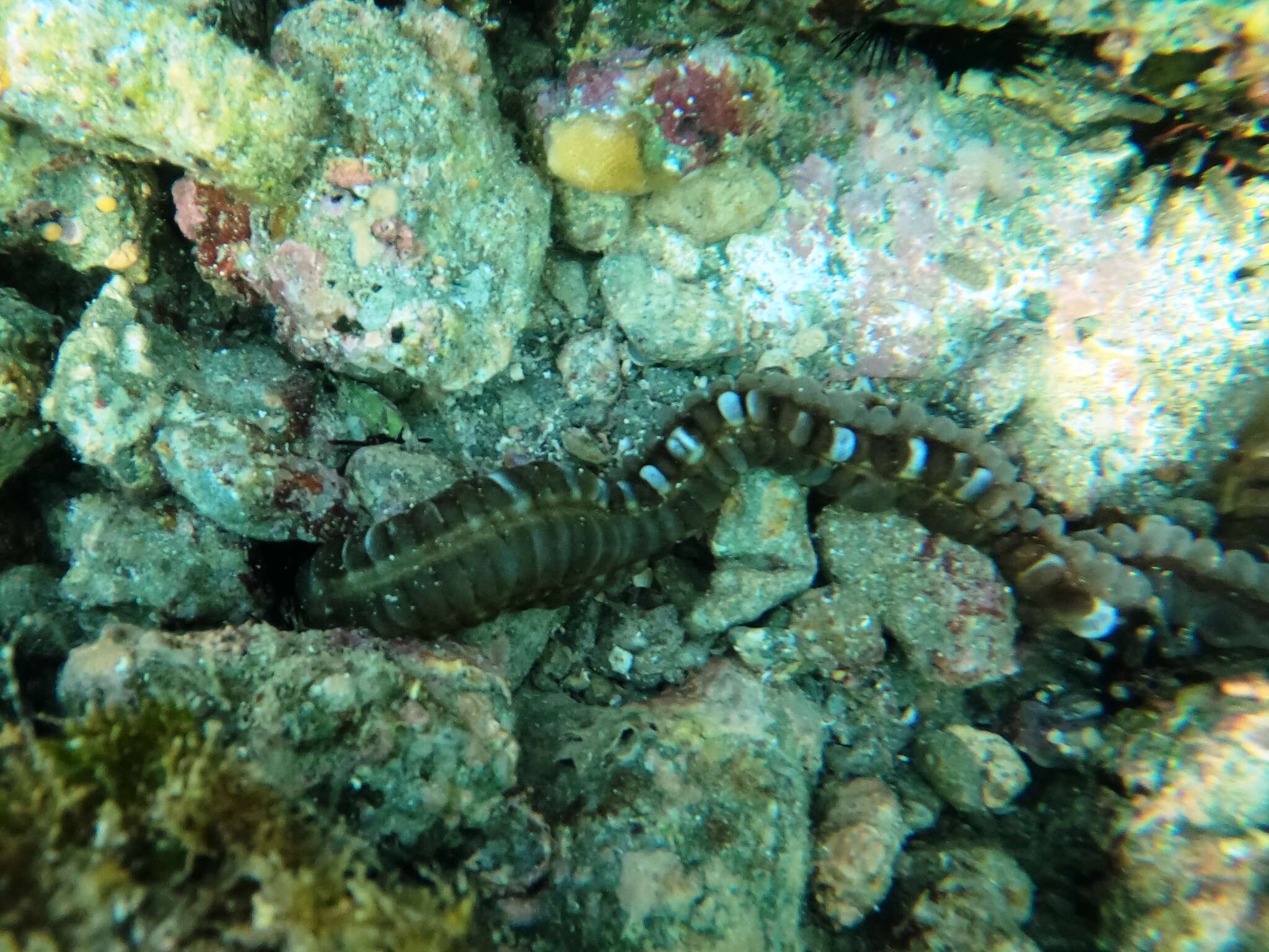 Image of Lion's Paw Sea Cucumber