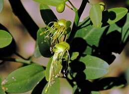 Image of Anisocapparis speciosa (Griseb.) Cornejo & Iltis