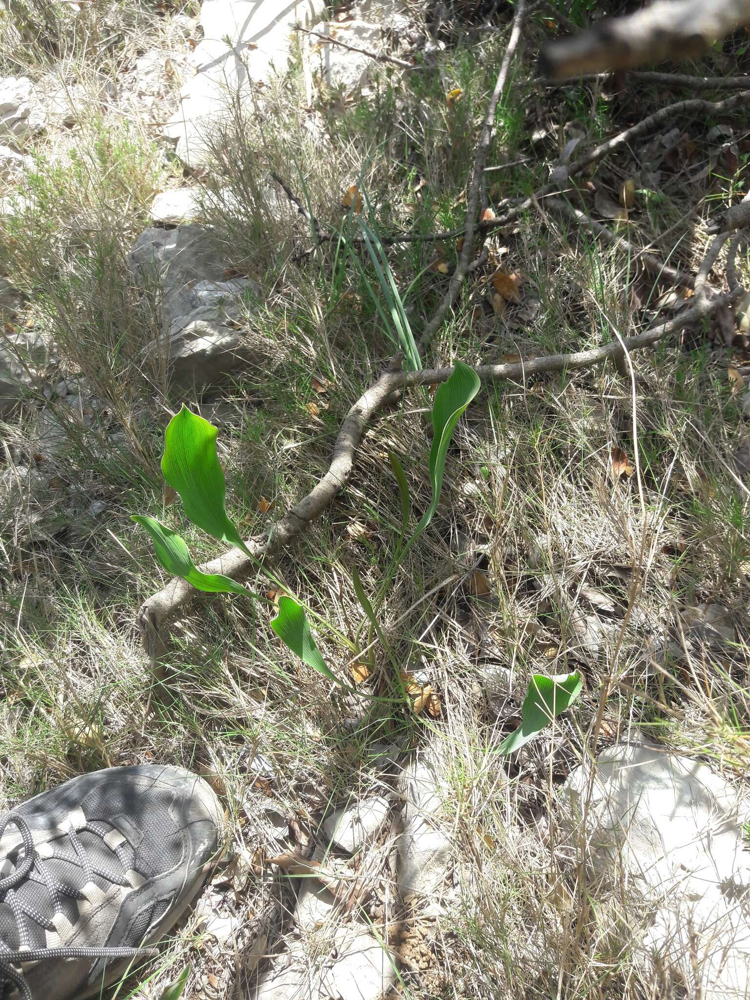 Bupleurum rigidum L. resmi