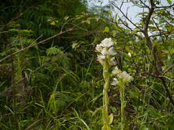 Слика од Pecteilis gigantea (Sm.) Raf.