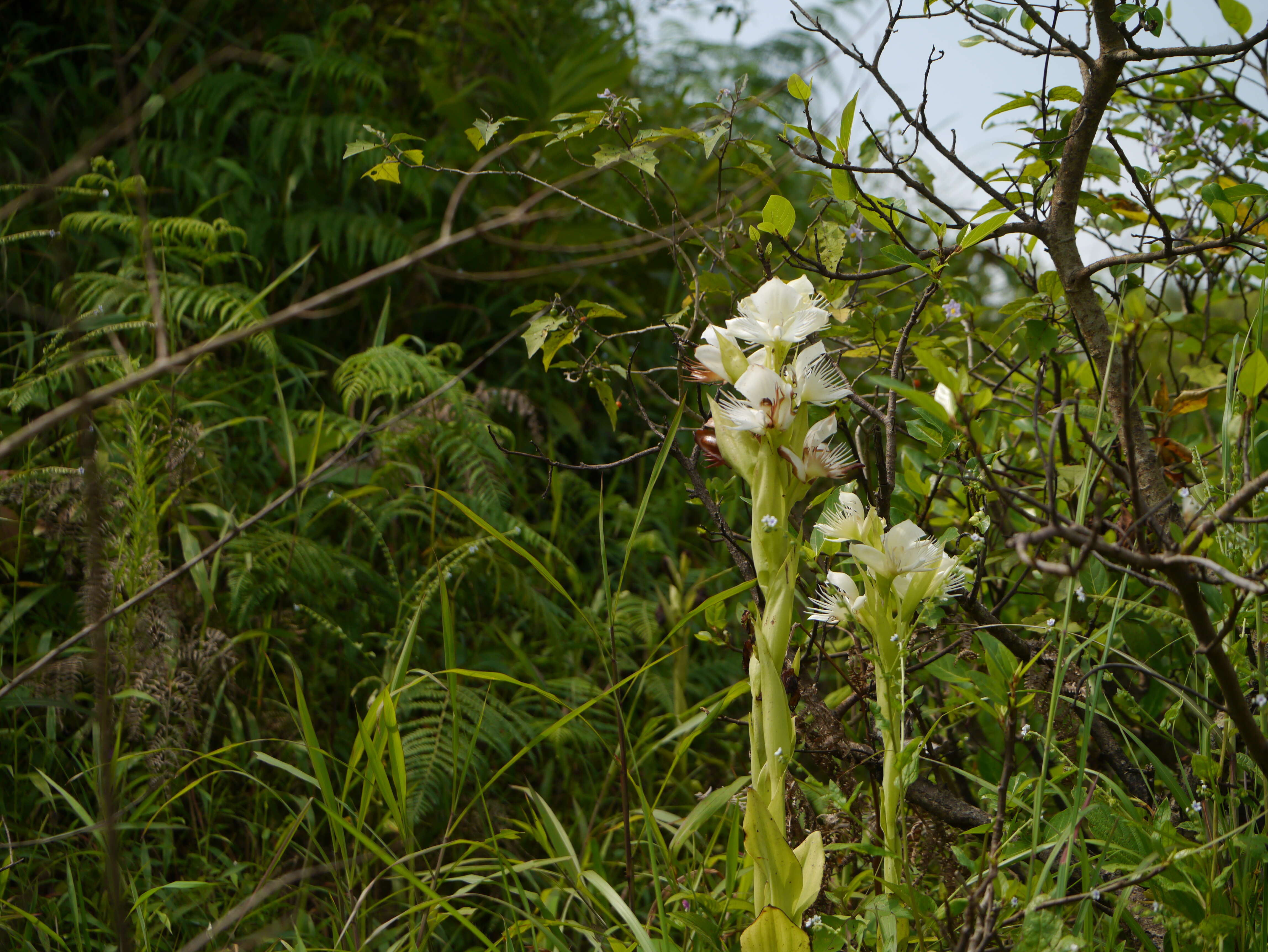 Слика од Pecteilis gigantea (Sm.) Raf.