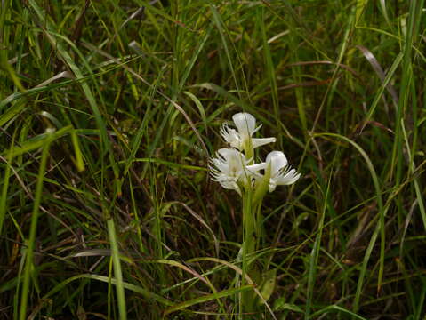 Слика од Pecteilis gigantea (Sm.) Raf.