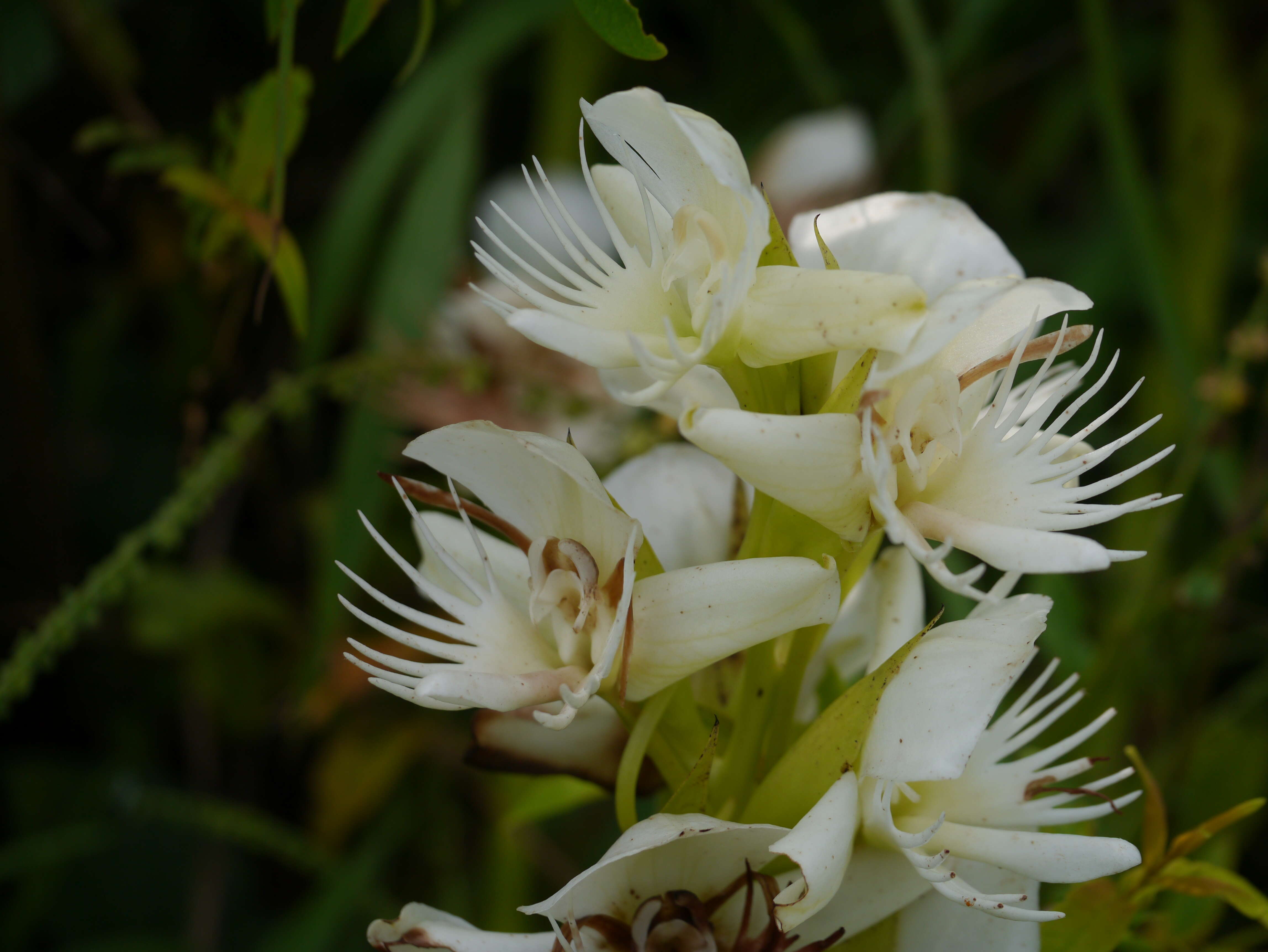 Слика од Pecteilis gigantea (Sm.) Raf.