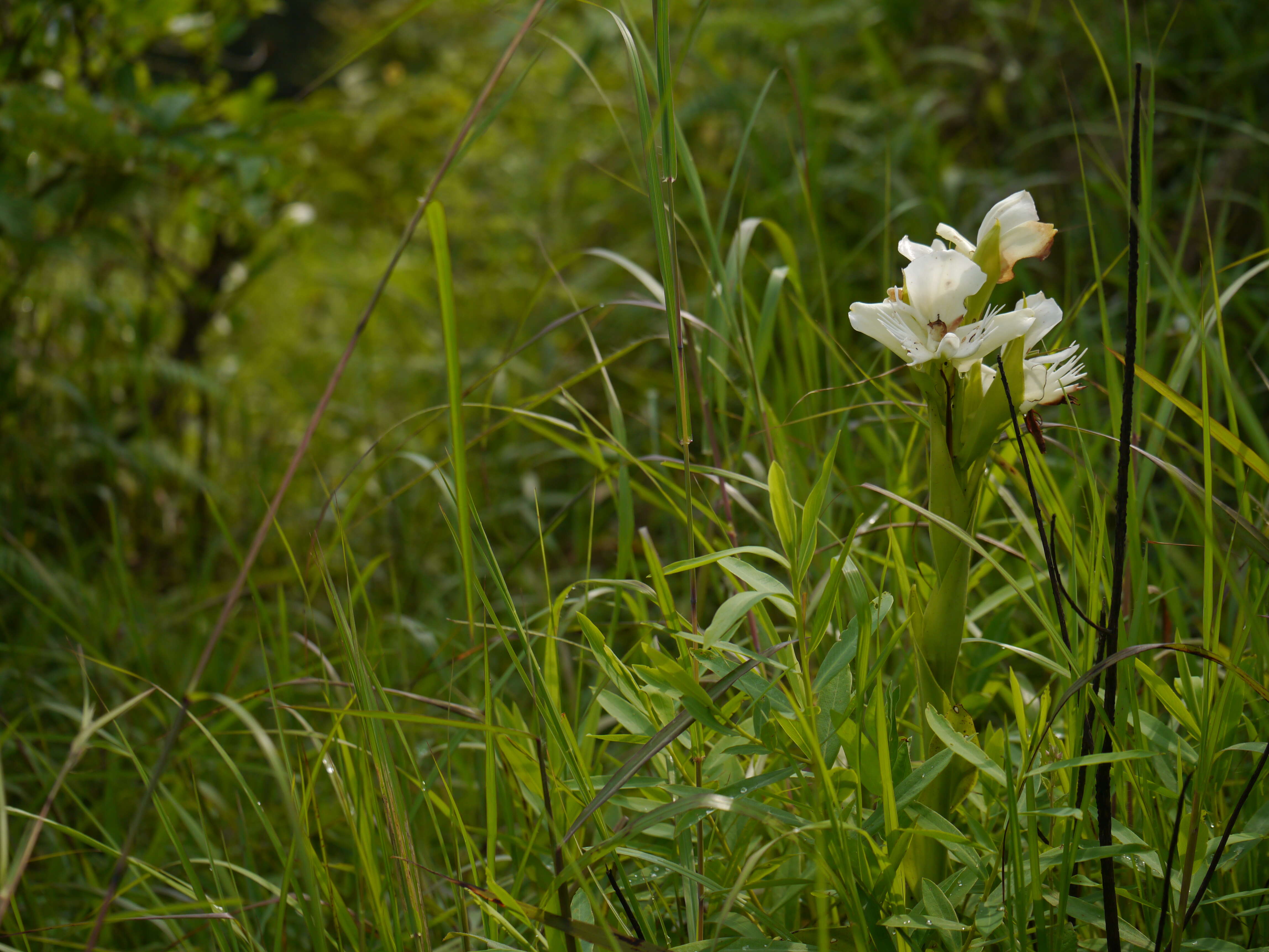 Слика од Pecteilis gigantea (Sm.) Raf.