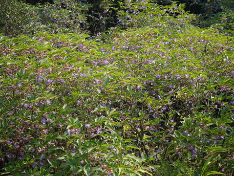 Image of Strobilanthes callosa Wall. ex Nees