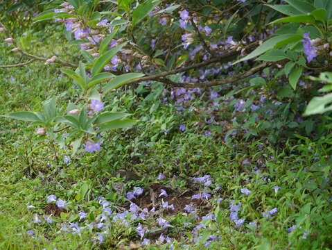 Image of Strobilanthes callosa Wall. ex Nees