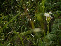 Слика од Pecteilis gigantea (Sm.) Raf.