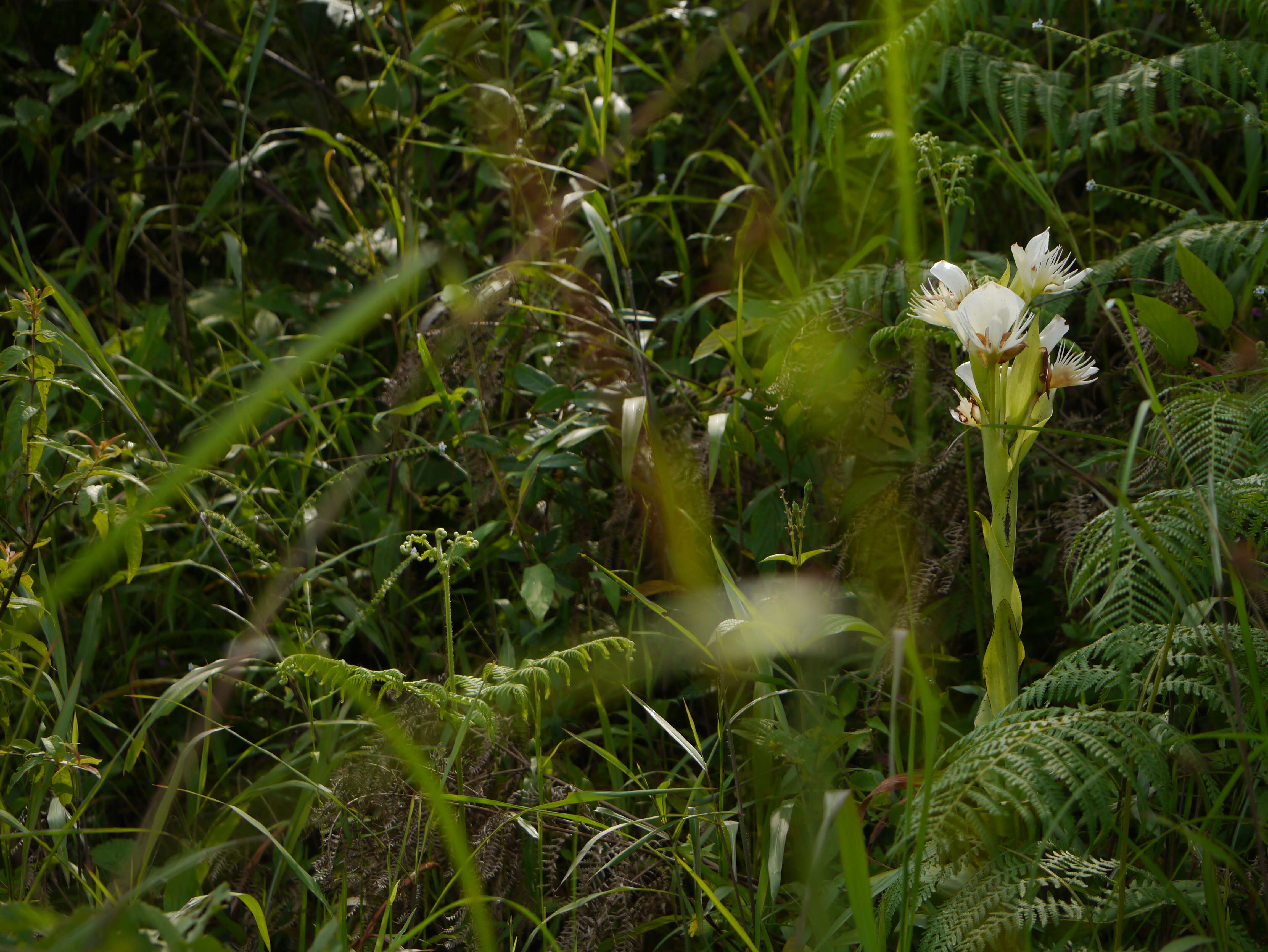 Слика од Pecteilis gigantea (Sm.) Raf.