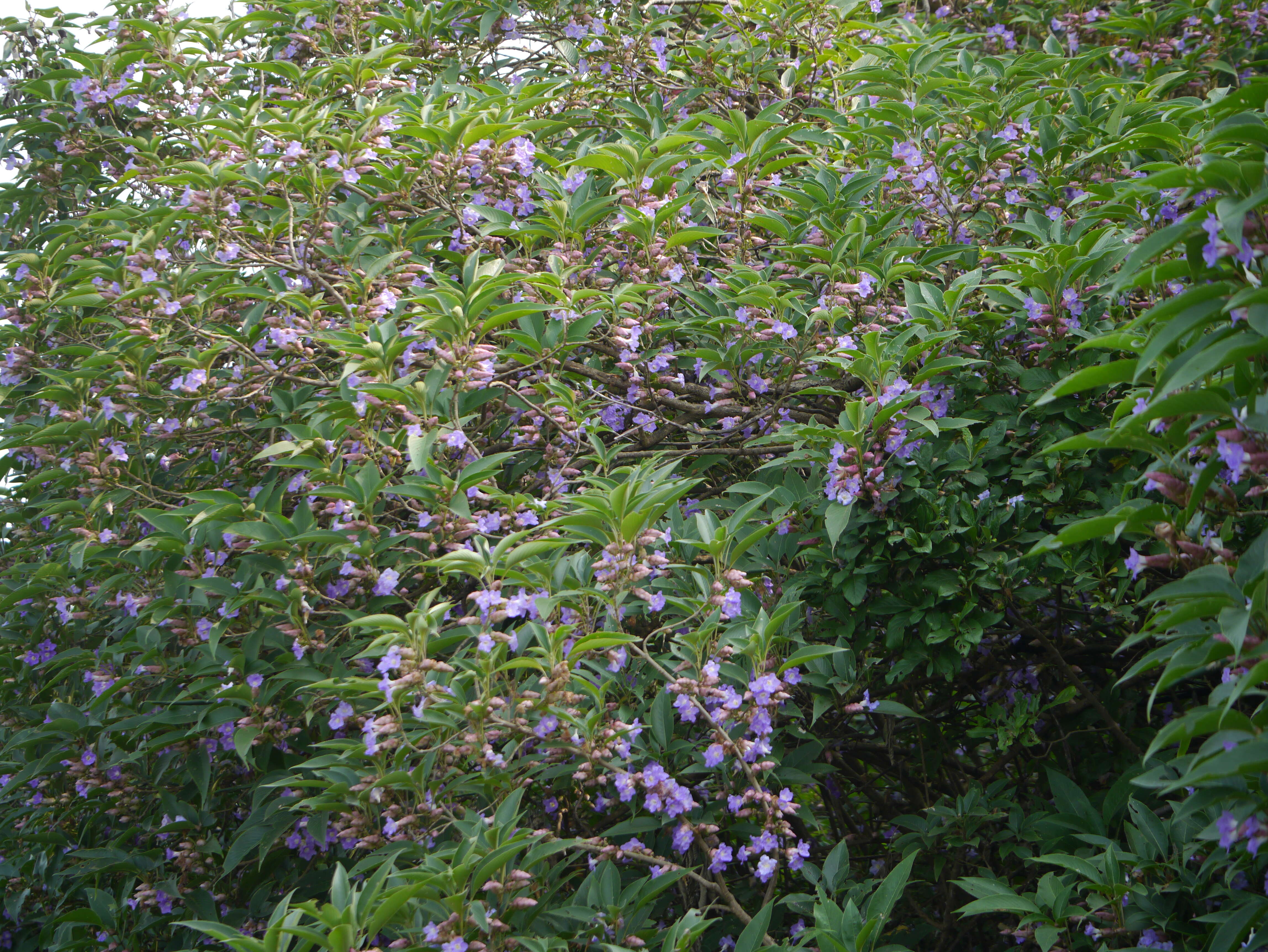 Imagem de Strobilanthes callosa Wall. ex Nees