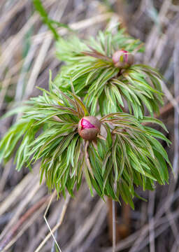 Image of Paeonia intermedia subsp. intermedia