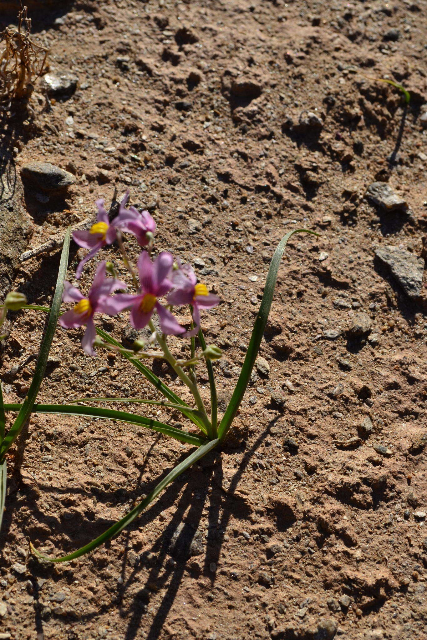 Image of Cyanella ramosissima (Engl. & Krause) Engl. & K. Krause