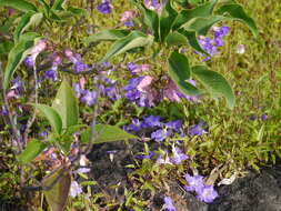 Image of Strobilanthes callosa Wall. ex Nees