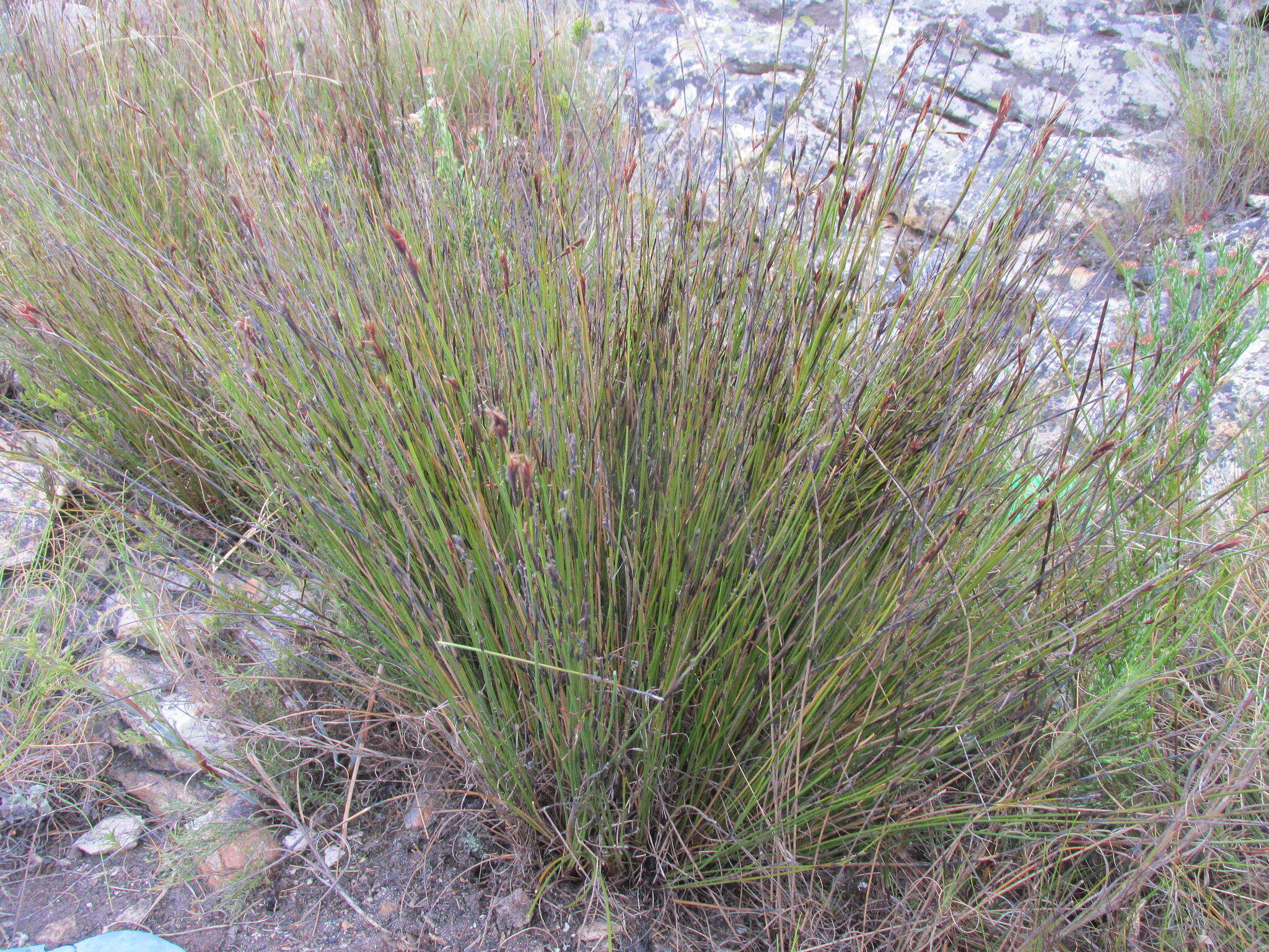 Image of Tetraria maculata Schönland & Turrill