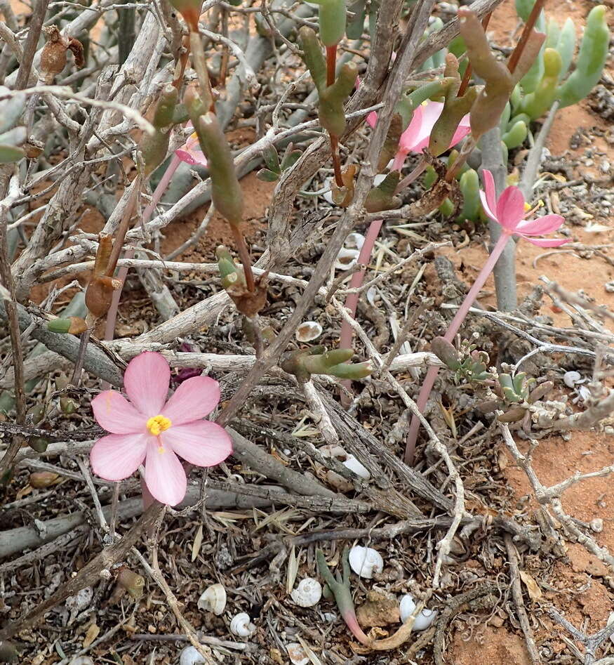 Image of Gethyllis linearis L. Bolus