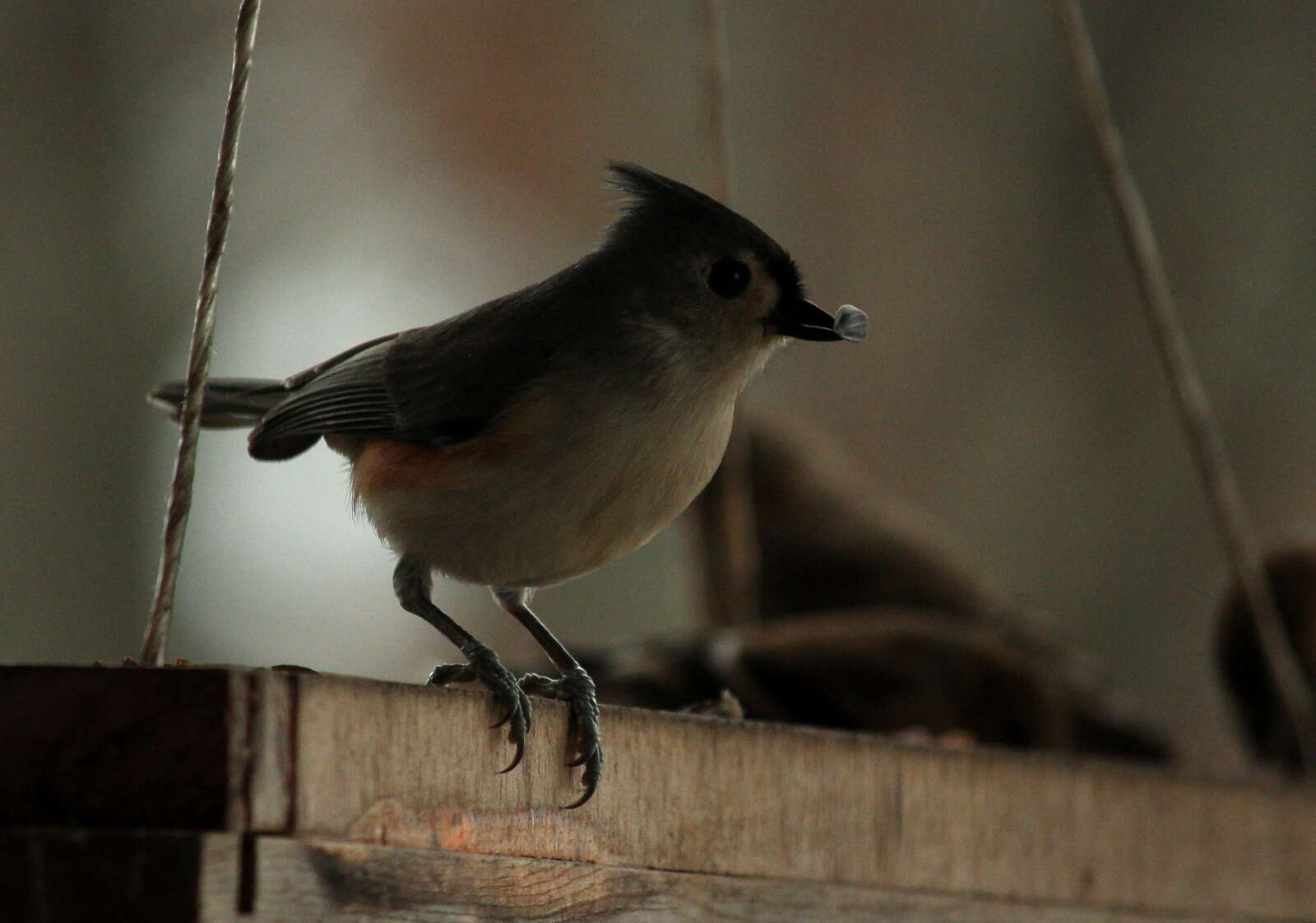 Image of American Titmice