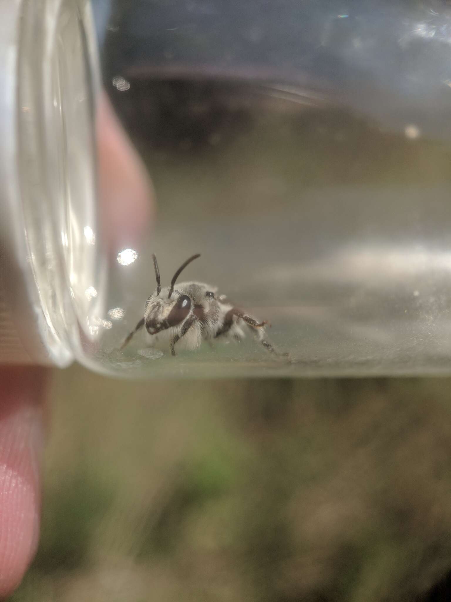 Image of Broad-footed Cellophane Bee