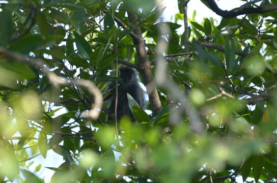 Image of Trachypithecus selangorensis Roos, Nadler & Walter 2008