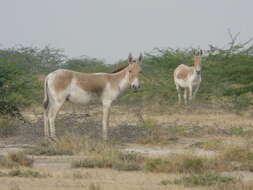 Image of Indian Wild Ass