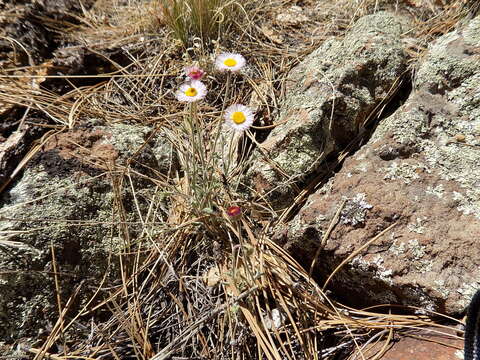 Image of running fleabane