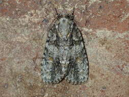 Image of Raspberry Bud Dagger Moth