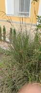 Carex hispida Willd. ex Schkuhr resmi