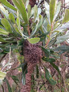 Imagem de Banksia serrata L. fil.