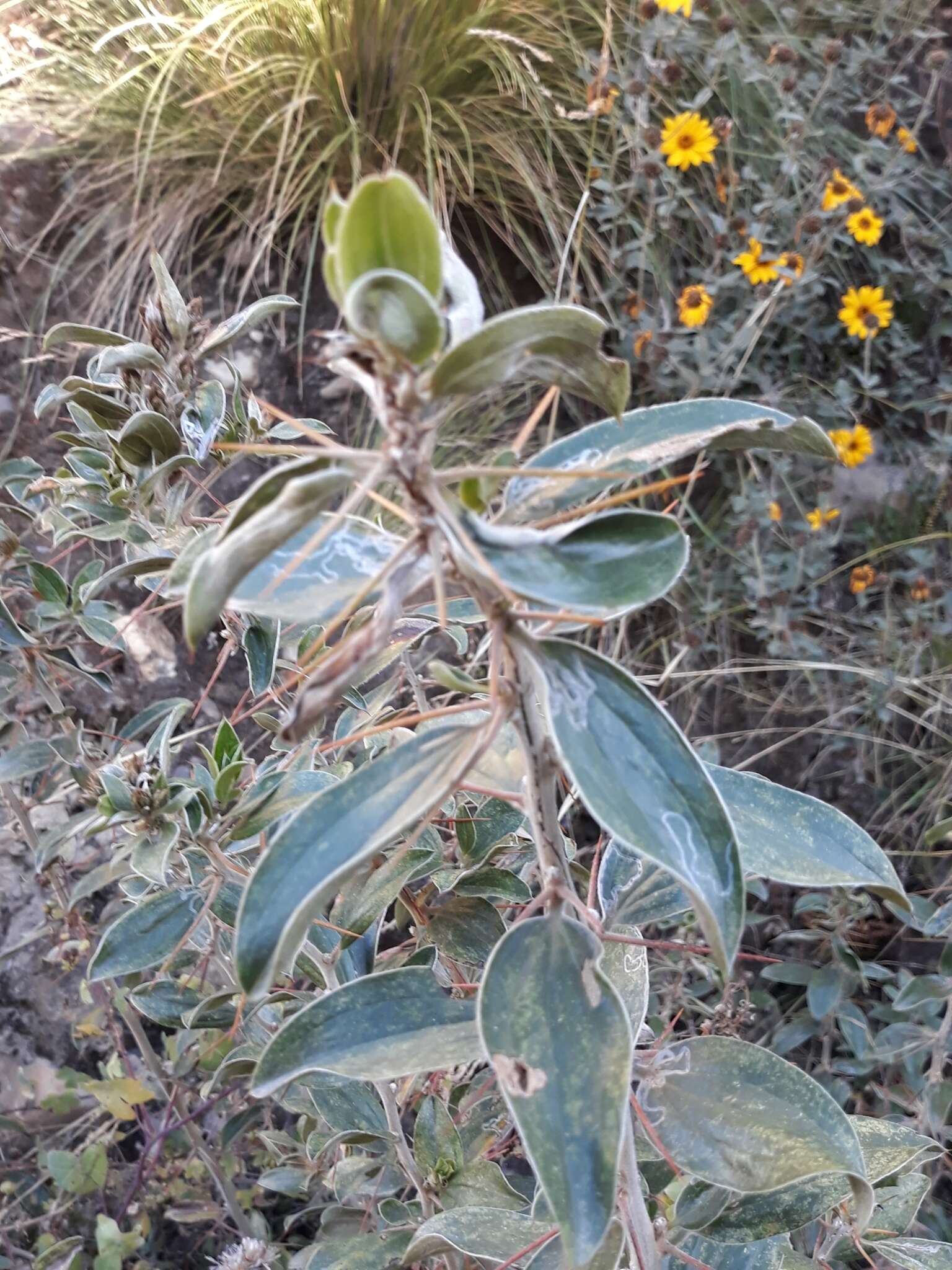 Image of Dasyphyllum ferox (Wedd.) Cabrera