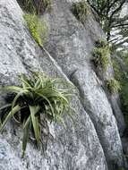 Image of Tillandsia capitata Griseb.