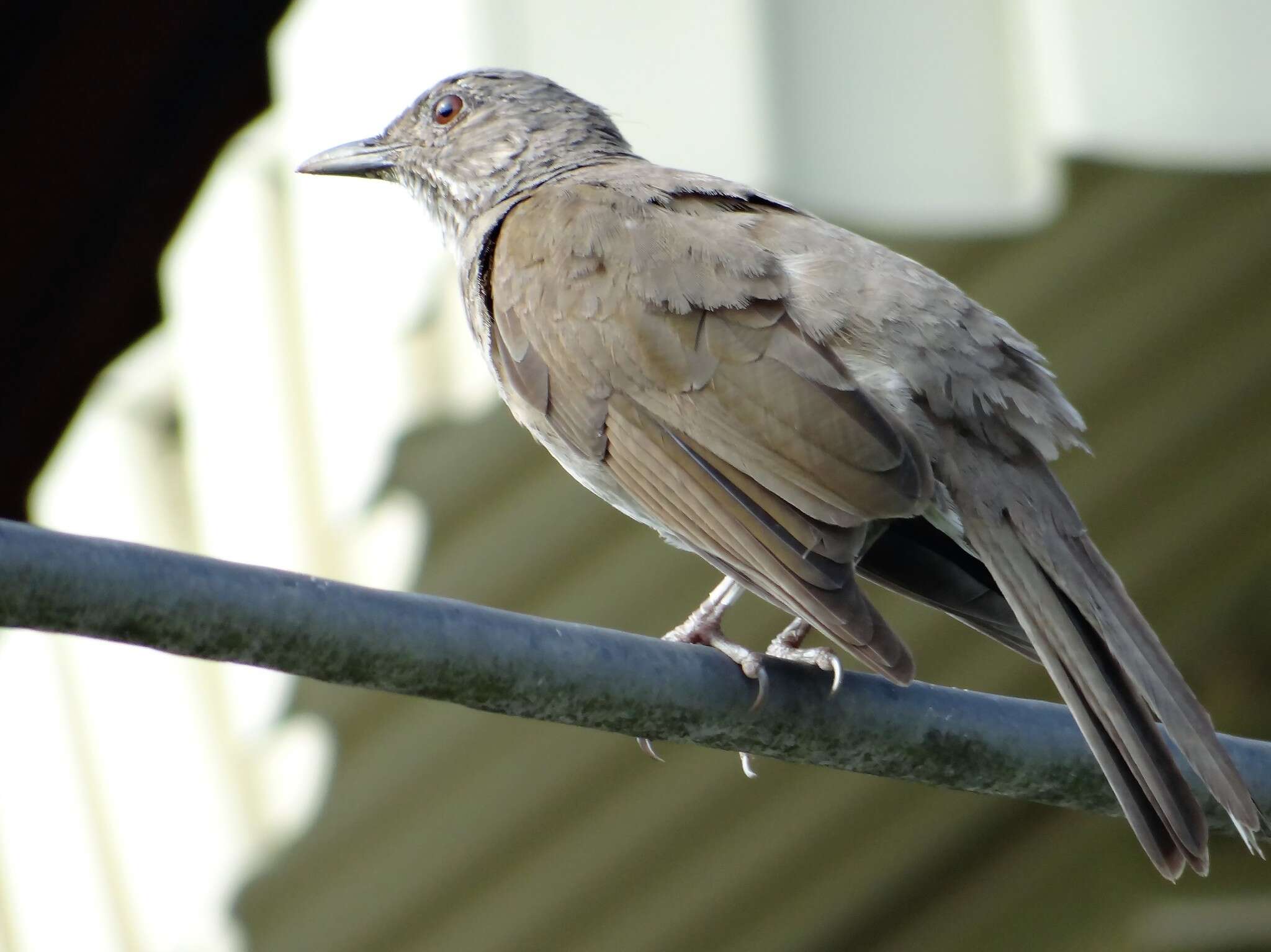 Image of Pale-breasted Thrush