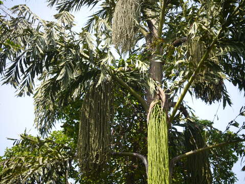 Image of Fishtail Palm