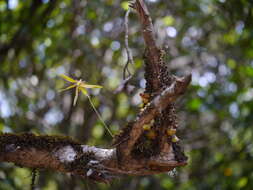 صورة Bulbophyllum fimbriatum (Lindl.) Rchb. fil.