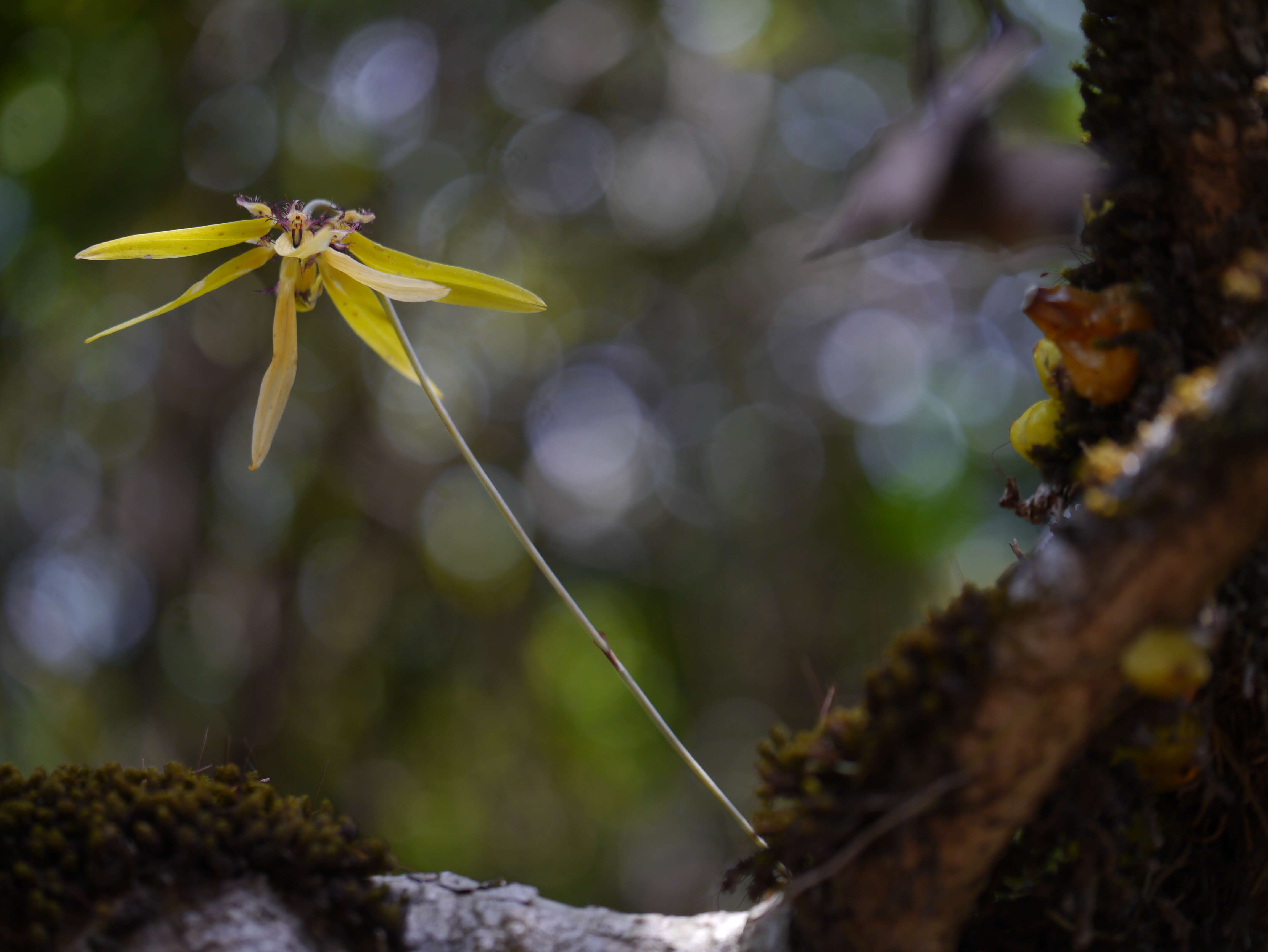 Bulbophyllum fimbriatum (Lindl.) Rchb. fil.的圖片