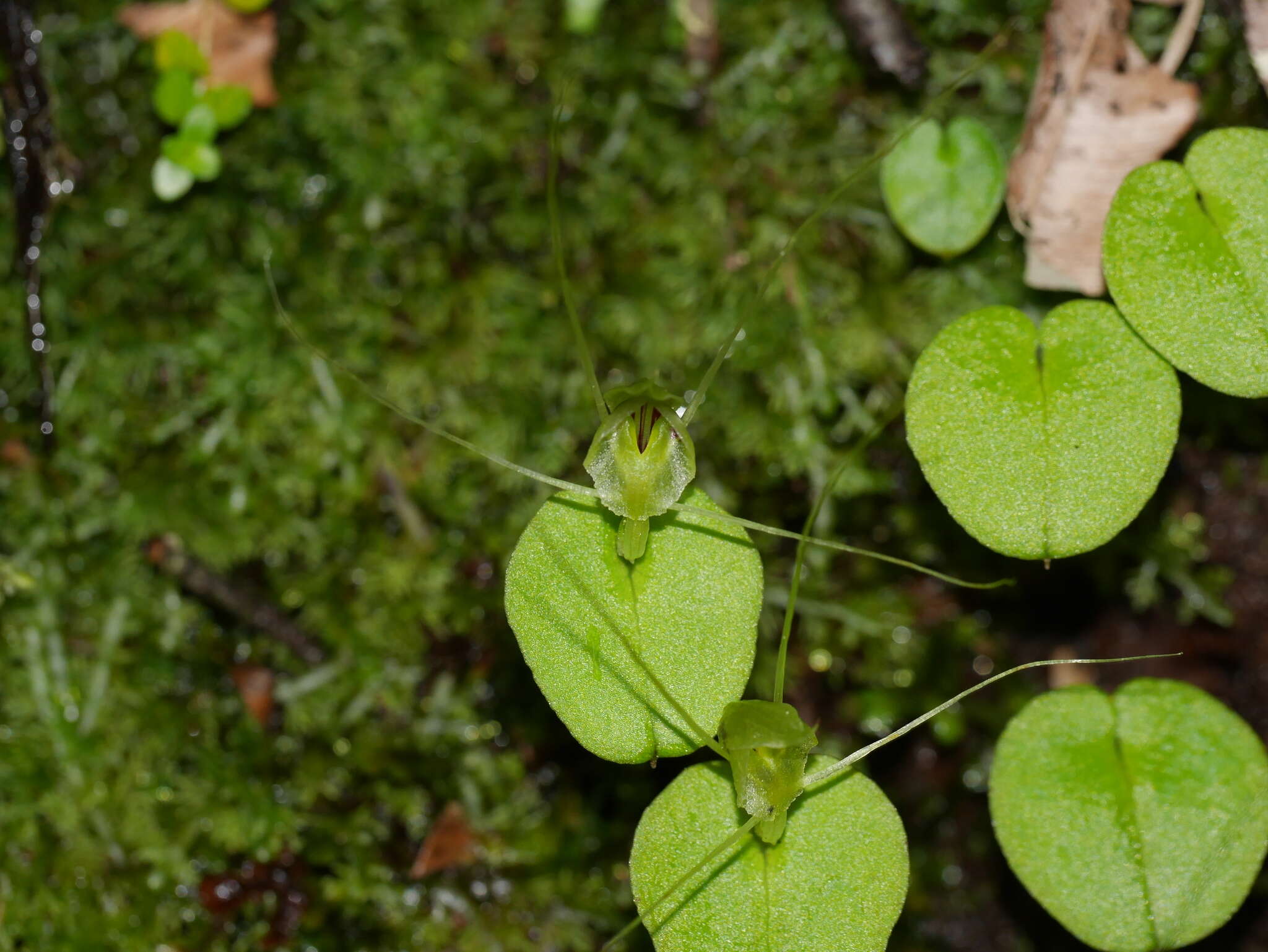 Image of Corybas papa Molloy & Irwin