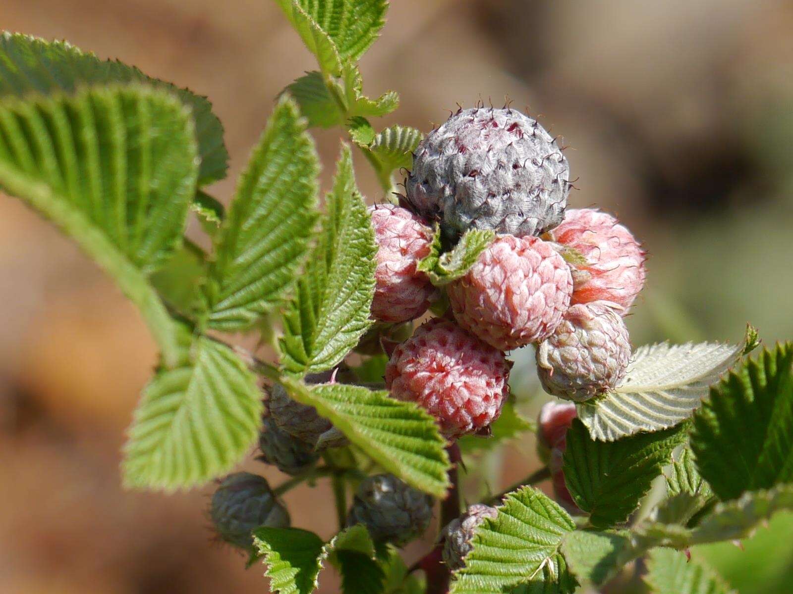 Image of Mysore raspberry