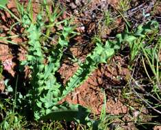 Freesia viridis subsp. crispifolia (Goldblatt) J. C. Manning & Goldblatt resmi