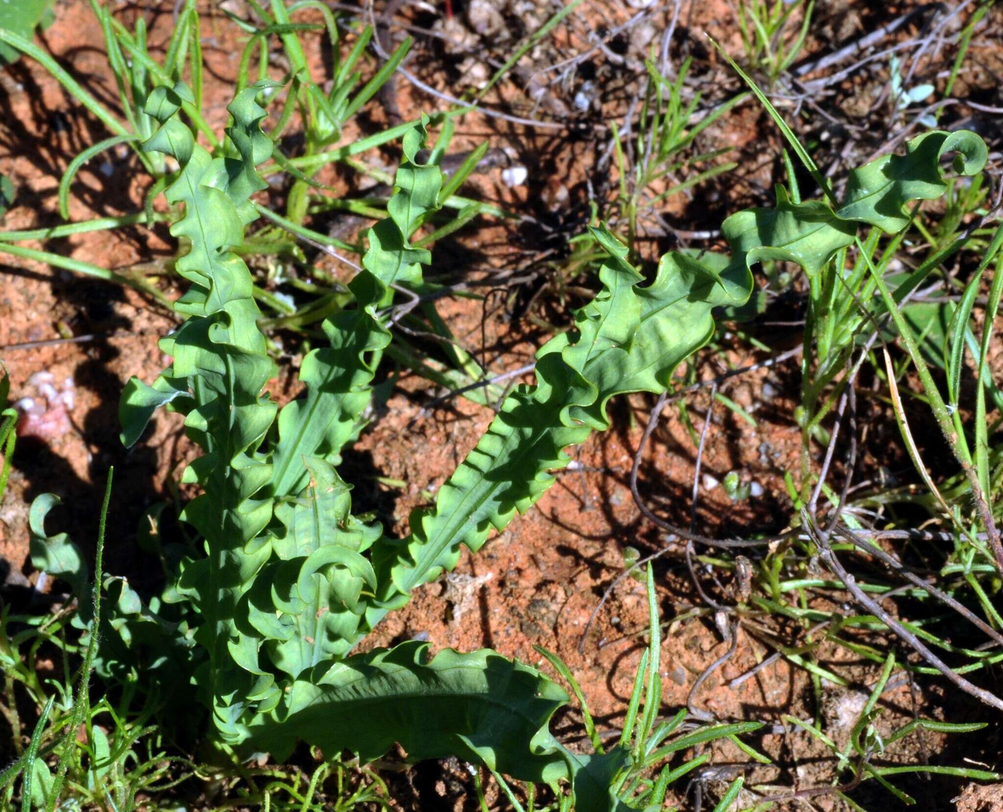 Image of Freesia viridis subsp. crispifolia (Goldblatt) J. C. Manning & Goldblatt