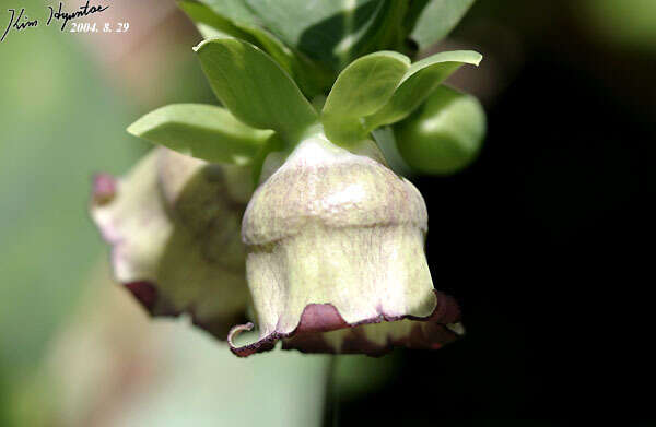 Codonopsis lanceolata (Siebold & Zucc.) Benth. & Hook. fil. ex Trautv. resmi