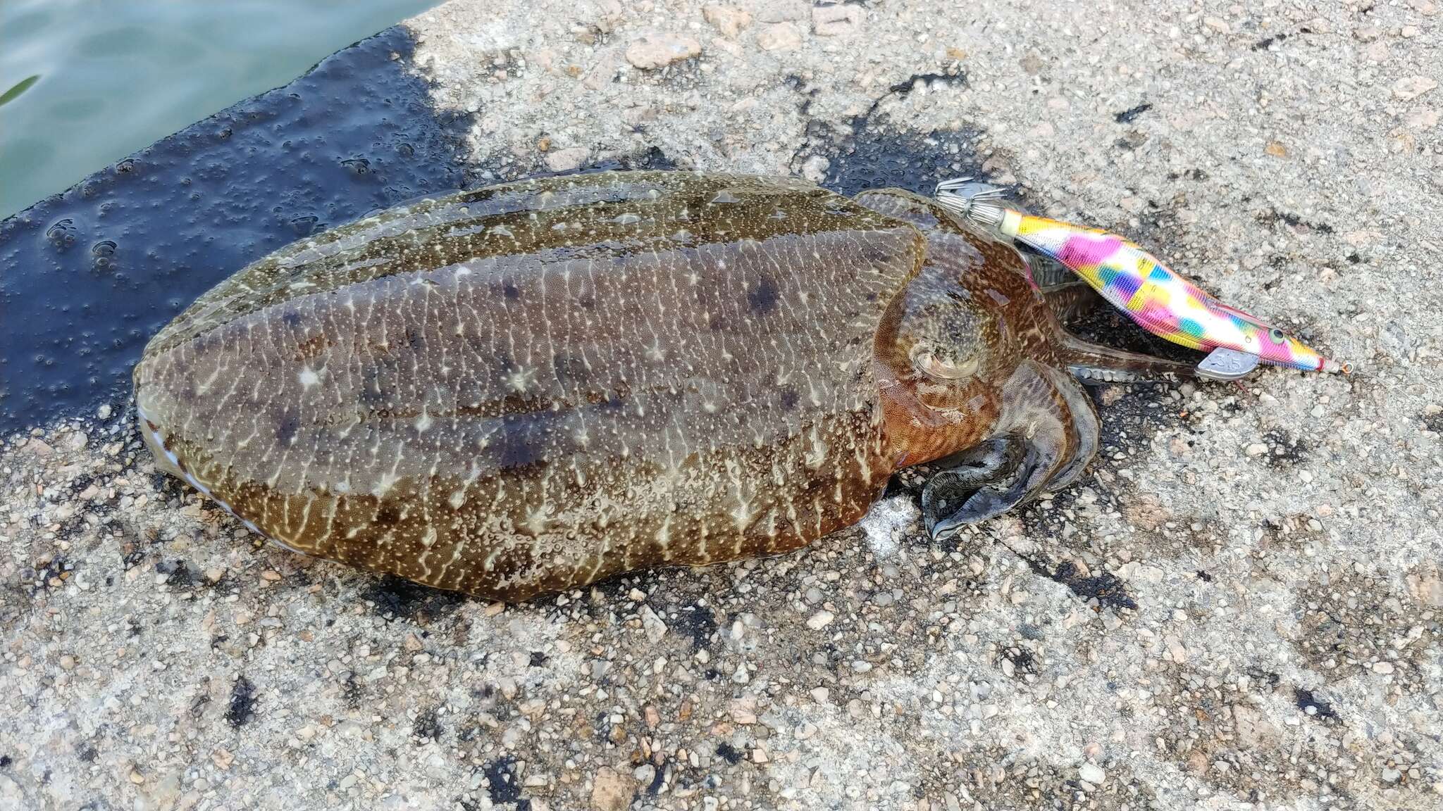 Image of Pharaoh Cuttlefish