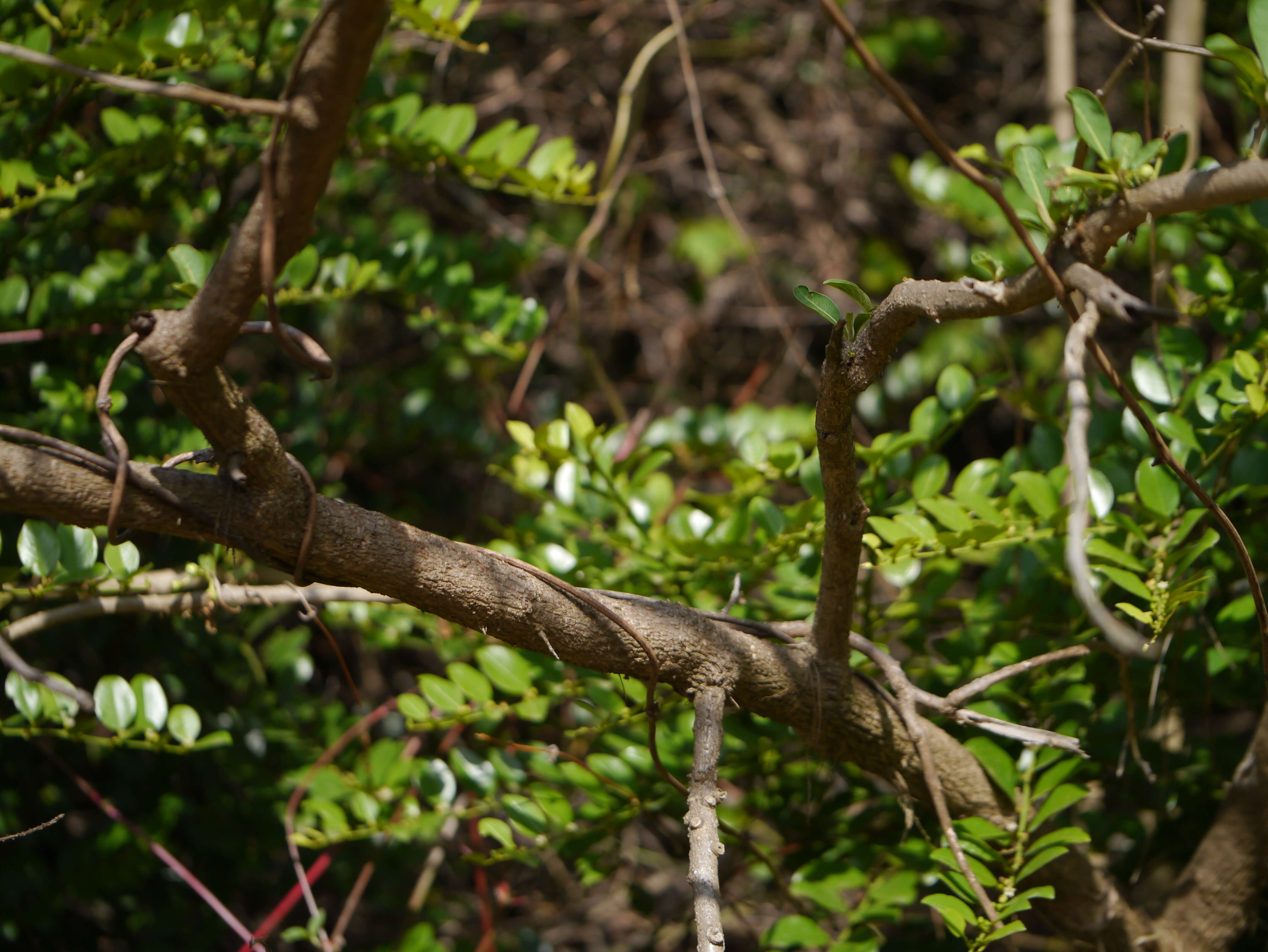 Sivun Acnistus arborescens (L.) Schltdl. kuva