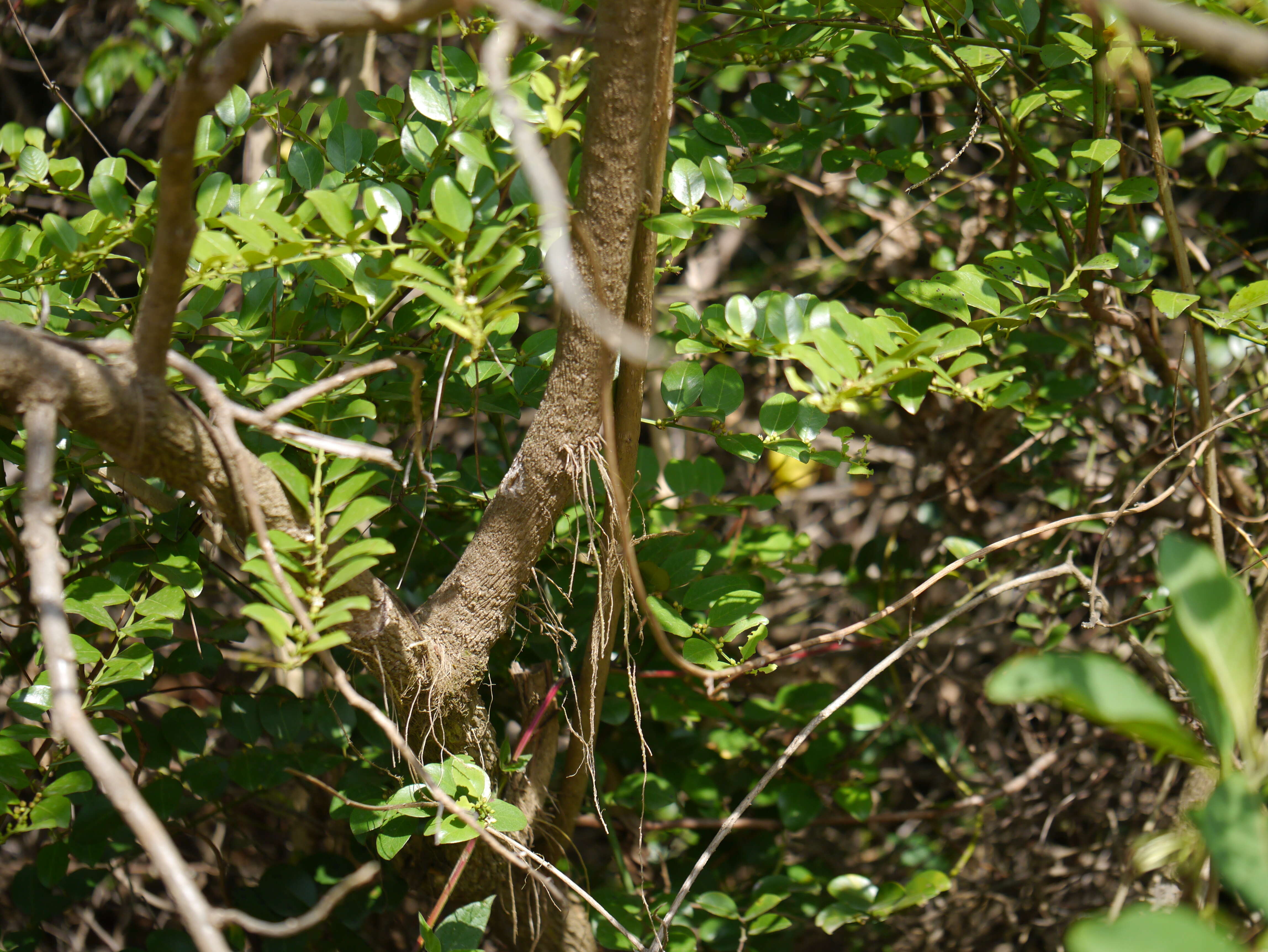 Sivun Acnistus arborescens (L.) Schltdl. kuva