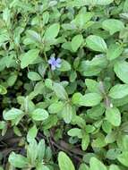 Image of Swamp Snakeherb