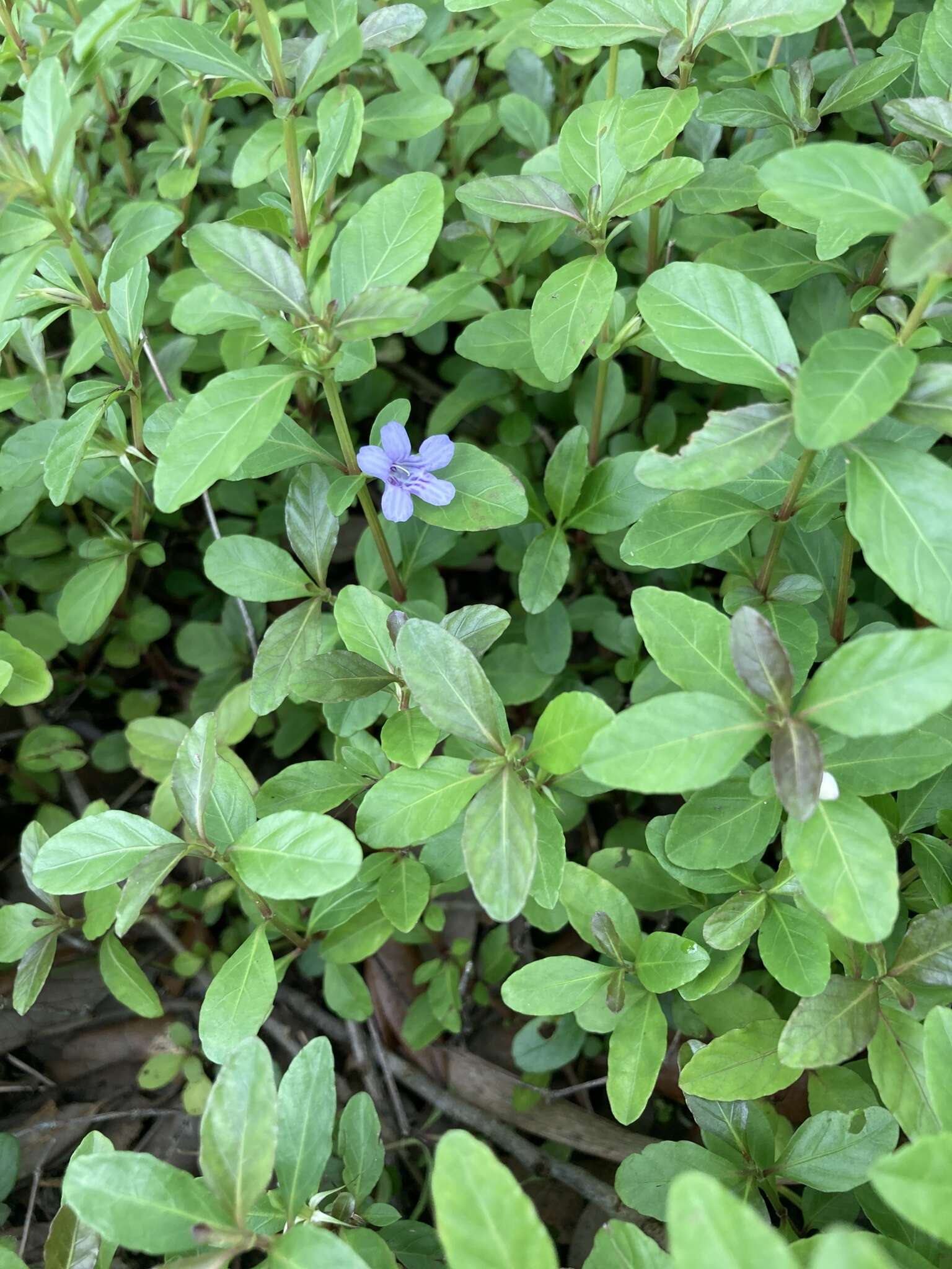 Image of Swamp Snakeherb