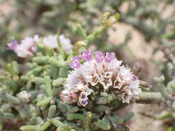 Image of Limonium papillatum (Webb & Berth.) Kuntze