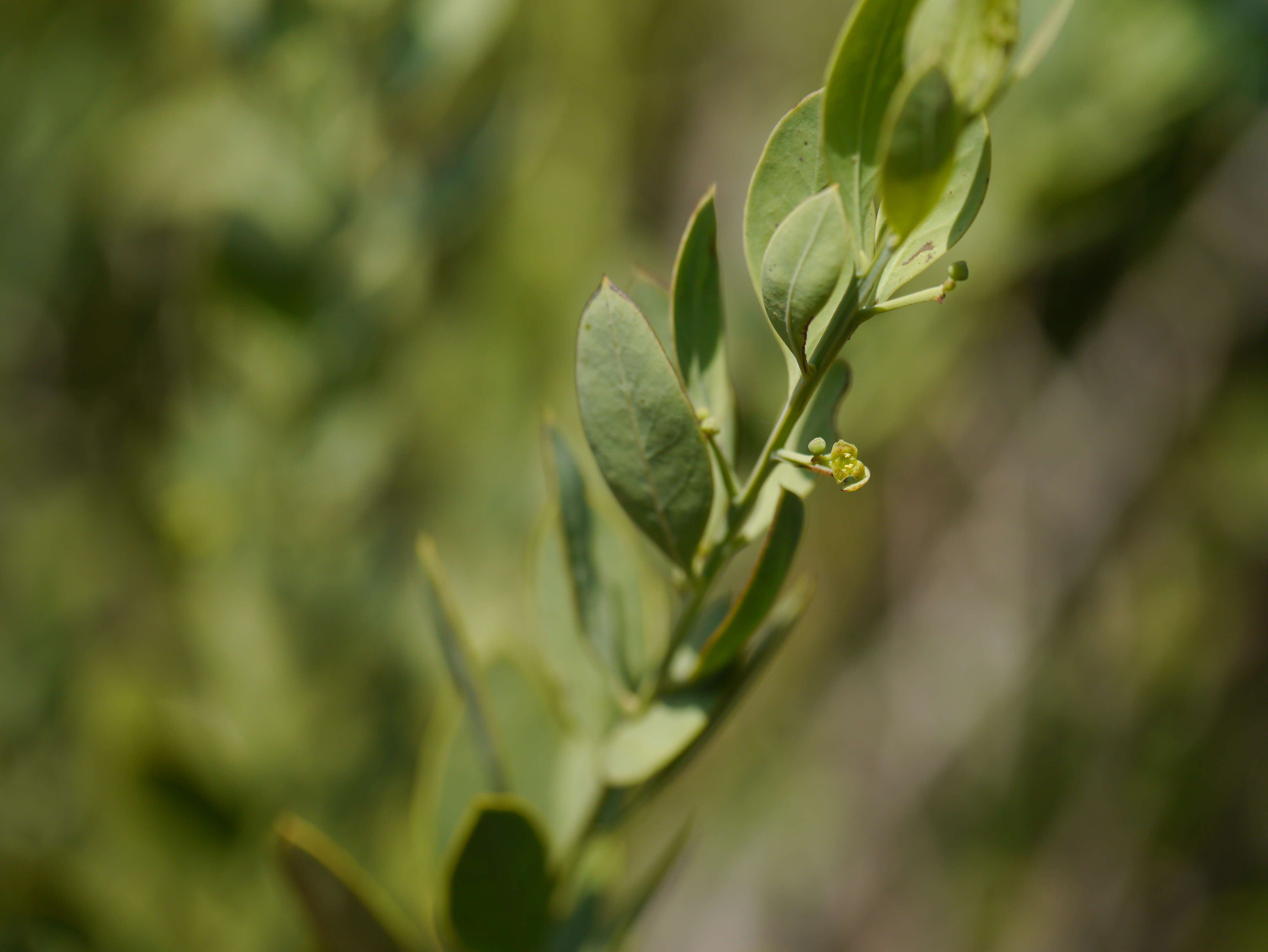 Image of Bark bush