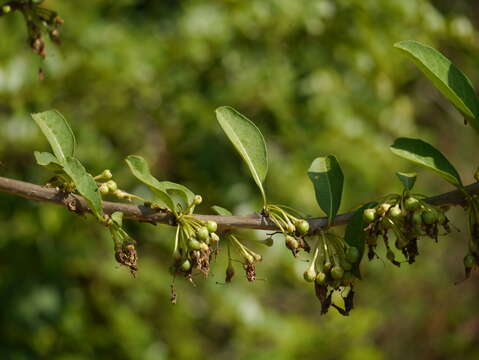 Sivun Acnistus arborescens (L.) Schltdl. kuva